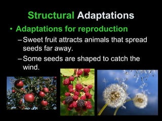 Structural Adaptations
• Adaptations for reproduction
–Sweet fruit attracts animals that spread
seeds far away.
–Some seeds are shaped to catch the
wind.
 