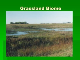 Grassland Biome
 
