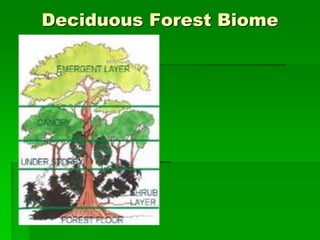 Deciduous Forest Biome
 