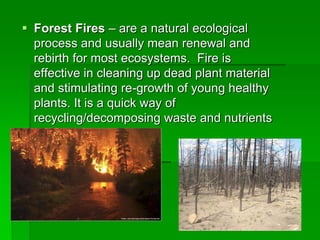 Forest Fires – are a natural ecological
process and usually mean renewal and
rebirth for most ecosystems. Fire is
effective in cleaning up dead plant material
and stimulating re-growth of young healthy
plants. It is a quick way of
recycling/decomposing waste and nutrients
 