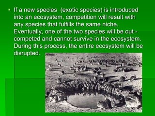  If a new species (exotic species) is introduced
into an ecosystem, competition will result with
any species that fulfills the same niche.
Eventually, one of the two species will be out -
competed and cannot survive in the ecosystem.
During this process, the entire ecosystem will be
disrupted.
 