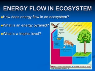 ENERGY FLOW IN ECOSYSTEM
How does energy flow in an ecosystem?
What is an energy pyramid?
What is a trophic level?
 
