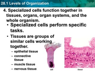 28.1 Levels of Organization
cell
4. Specialized cells function together in
tissues, organs, organ systems, and the
whole organism.
• Specialized cells perform specific
tasks.
• Tissues are groups of
similar cells working
together.
tissue
– epithelial tissue
– connective
tissue
– muscle tissue
– nervous tissue
 