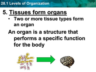 28.1 Levels of Organization
5. Tissues form organs
• Two or more tissue types form
an organ
An organ is a structure that
performs a specific function
for the body
 
