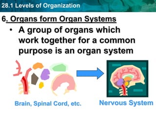 28.1 Levels of Organization
6. Organs form Organ Systems
• A group of organs which
work together for a common
purpose is an organ system
Brain, Spinal Cord, etc. Nervous System
 