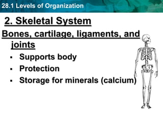 28.1 Levels of Organization
2. Skeletal System
Bones, cartilage, ligaments, and
joints
 Supports body
 Protection
 Storage for minerals (calcium)
 