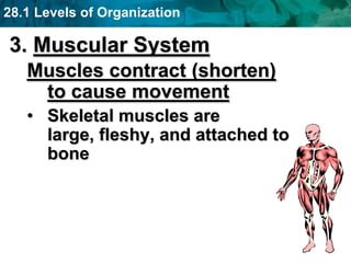 28.1 Levels of Organization
3. Muscular System
Muscles contract (shorten)
to cause movement
• Skeletal muscles are
large, fleshy, and attached to
bone
 