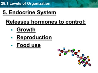 28.1 Levels of Organization
5. Endocrine System
Releases hormones to control:
 Growth
 Reproduction
 Food use
 
