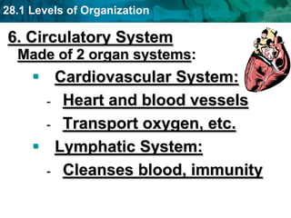 28.1 Levels of Organization
6. Circulatory System
Made of 2 organ systems:
 Cardiovascular System:
- Heart and blood vessels
- Transport oxygen, etc.
 Lymphatic System:
- Cleanses blood, immunity
 