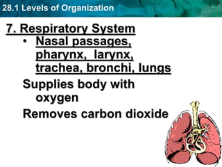28.1 Levels of Organization
7. Respiratory System
• Nasal passages,
pharynx, larynx,
trachea, bronchi, lungs
Supplies body with
oxygen
Removes carbon dioxide
 