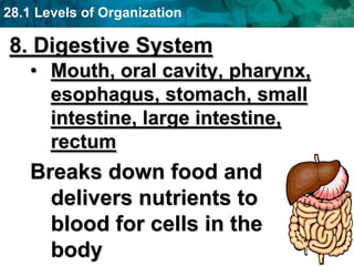 28.1 Levels of Organization
8. Digestive System
• Mouth, oral cavity, pharynx,
esophagus, stomach, small
intestine, large intestine,
rectum
Breaks down food and
delivers nutrients to
blood for cells in the
body
 