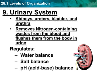 28.1 Levels of Organization
9. Urinary System
• Kidneys, ureters, bladder, and
urethra
• Removes Nitrogen-containing
wastes from the blood and
flushes them from the body in
urine
Regulates:
– Water balance
– Salt balance
– pH (acid-base) balance
 