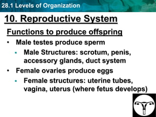 28.1 Levels of Organization
10. Reproductive System
Functions to produce offspring
• Male testes produce sperm
 Male Structures: scrotum, penis,
accessory glands, duct system
• Female ovaries produce eggs
 Female structures: uterine tubes,
vagina, uterus (where fetus develops)
 