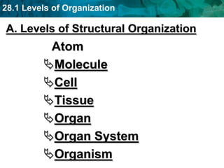 28.1 Levels of Organization
A. Levels of Structural Organization
Atom
Molecule
Cell
Tissue
Organ
Organ System
Organism
 