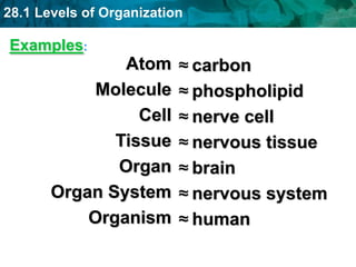 28.1 Levels of Organization
Examples:
≈ carbon
≈ phospholipid
≈ nerve cell
≈ nervous tissue
≈ brain
≈ nervous system
≈ human
Atom
Molecule
Cell
Tissue
Organ
Organ System
Organism
 