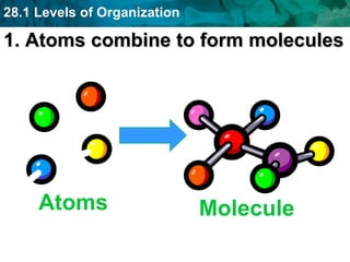 28.1 Levels of Organization
1. Atoms combine to form molecules
Atoms Molecule
 