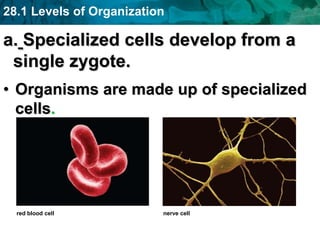 28.1 Levels of Organization
a. Specialized cells develop from a
single zygote.
• Organisms are made up of specialized
cells.
red blood cell nerve cell
 