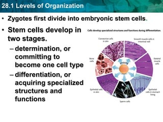 28.1 Levels of Organization
• Zygotes first divide into embryonic stem cells.
• Stem cells develop in
two stages.
– determination, or
committing to
become one cell type
– differentiation, or
acquiring specialized
structures and
functions
 