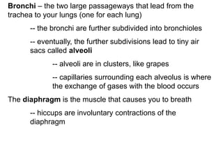 Bronchi – the two large passageways that lead from the
trachea to your lungs (one for each lung)
-- the bronchi are further subdivided into bronchioles
-- eventually, the further subdivisions lead to tiny air
sacs called alveoli
-- alveoli are in clusters, like grapes
-- capillaries surrounding each alveolus is where
the exchange of gases with the blood occurs
The diaphragm is the muscle that causes you to breath
-- hiccups are involuntary contractions of the
diaphragm
 