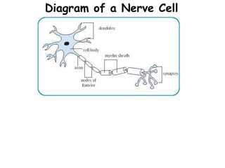 Diagram of a Nerve Cell
 