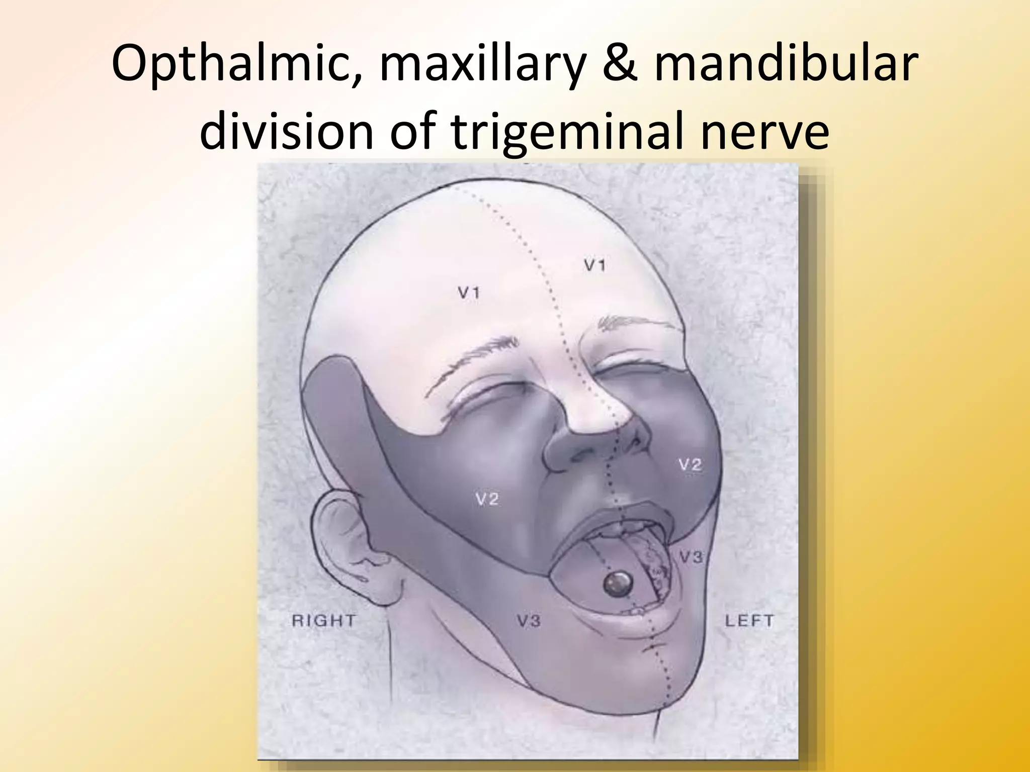 Opthalmic, maxillary & mandibular
division of trigeminal nerve
 