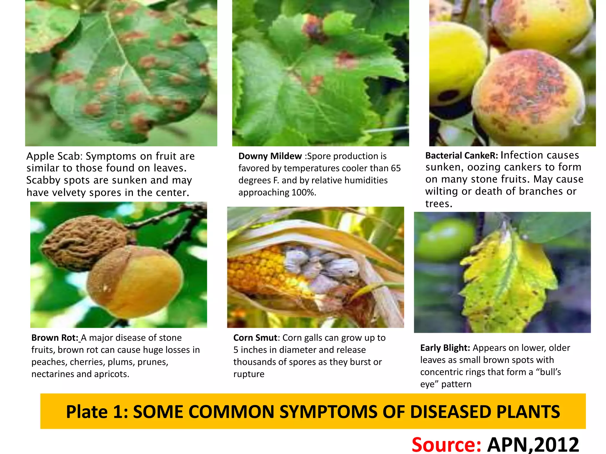 Plate 1: SOME COMMON SYMPTOMS OF DISEASED PLANTS
Source: APN,2012
Apple Scab: Symptoms on fruit are
similar to those found on leaves.
Scabby spots are sunken and may
have velvety spores in the center.
Bacterial CankeR: Infection causes
sunken, oozing cankers to form
on many stone fruits. May cause
wilting or death of branches or
trees.
Brown Rot: A major disease of stone
fruits, brown rot can cause huge losses in
peaches, cherries, plums, prunes,
nectarines and apricots.
Corn Smut: Corn galls can grow up to
5 inches in diameter and release
thousands of spores as they burst or
rupture
Downy Mildew :Spore production is
favored by temperatures cooler than 65
degrees F. and by relative humidities
approaching 100%.
Early Blight: Appears on lower, older
leaves as small brown spots with
concentric rings that form a “bull’s
eye” pattern
 