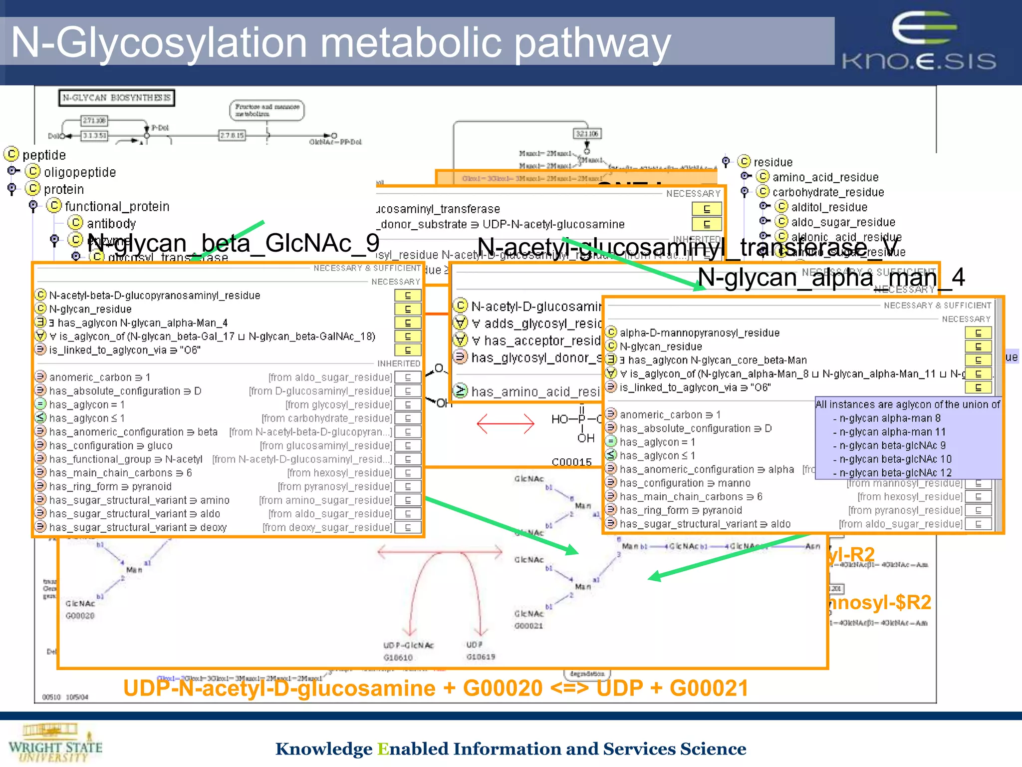 N-Glycosylation metabolic pathway


                                                      GNT-I
                                         attaches GlcNAc at position 2
    N-glycan_beta_GlcNAc_9                  N-acetyl-glucosaminyl_transferase_V
                                                              N-glycan_alpha_man_4




                     GNT-V
       attaches GlcNAc at position 6
        UDP-N-acetyl-D-glucosamine + alpha-D-Mannosyl-1,3-(R1)-beta-D-mannosyl-R2
                                             <=>
   UDP + N-Acetyl-$beta-D-glucosaminyl-1,2-alpha-D-mannosyl-1,3-(R1)-beta-D-mannosyl-$R2



       UDP-N-acetyl-D-glucosamine + G00020 <=> UDP + G00021

                       Knowledge Enabled Information and Services Science
 