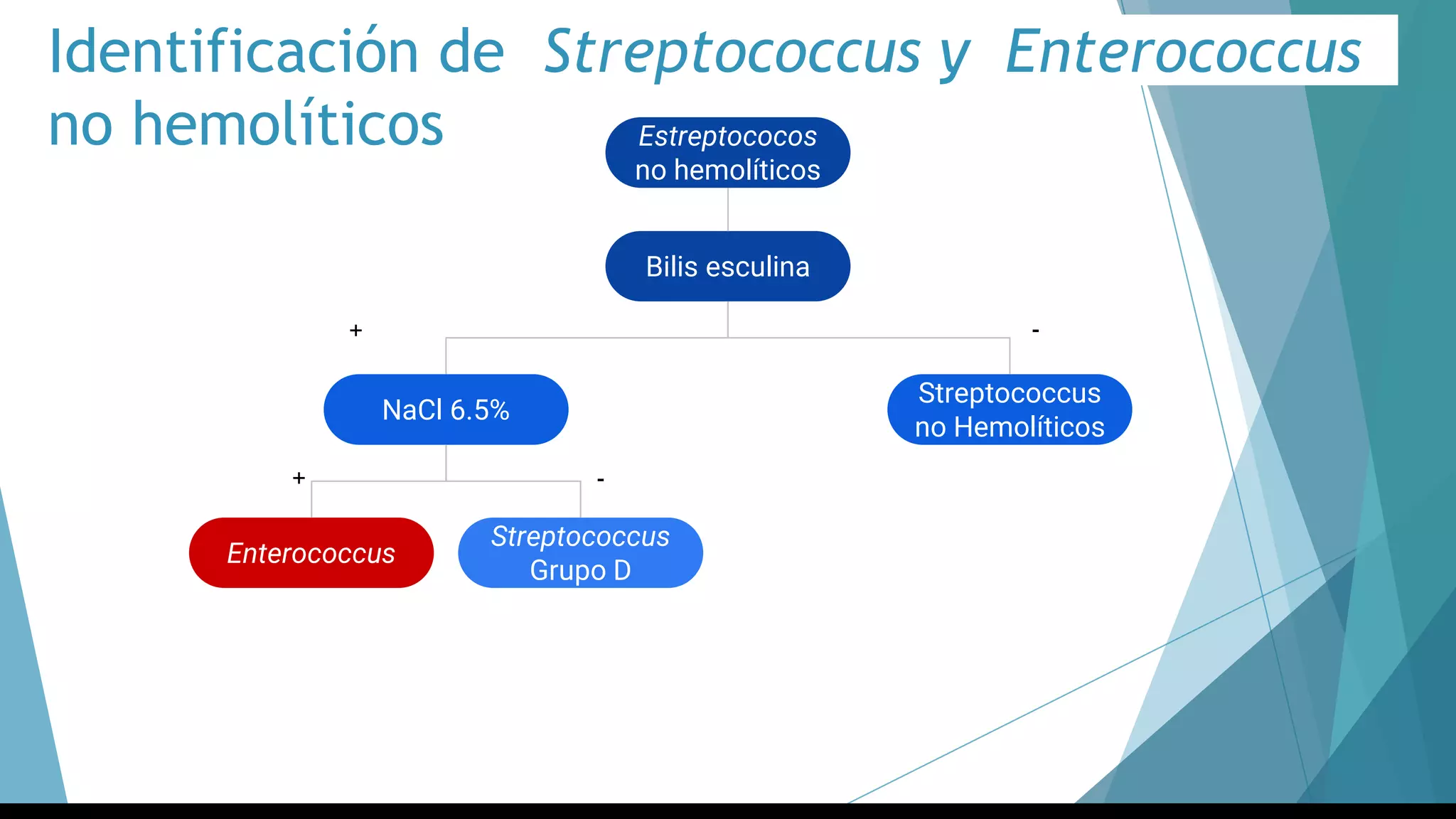 Identificación de Streptococcus y Enterococcus
no hemolíticos
Bilis esculina
Streptococcus
no Hemolíticos
NaCl 6.5%
Enterococcus
Streptococcus
Grupo D
Estreptococos
no hemolíticos
+ -
+ -
 