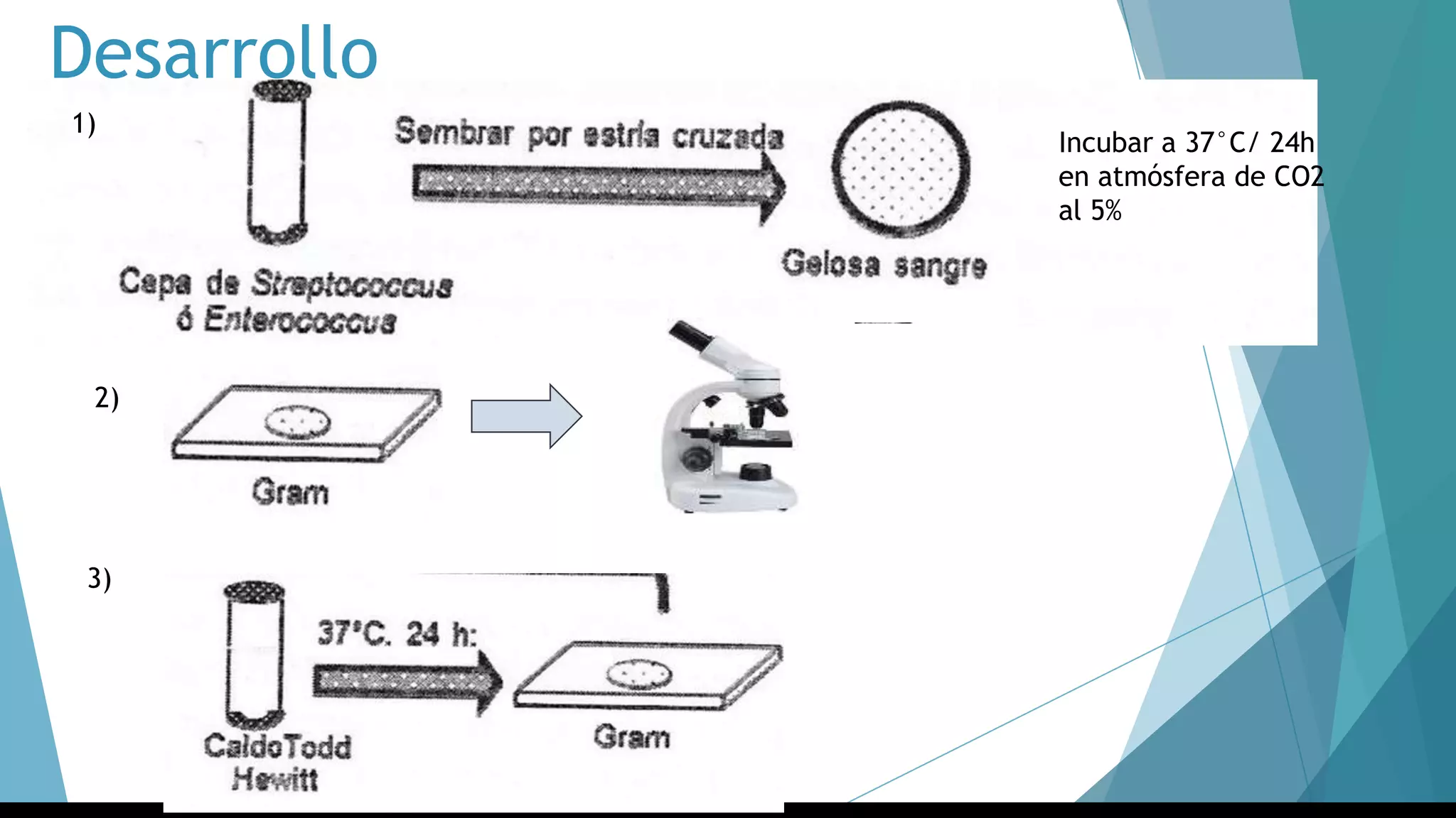 Desarrollo
3)
Incubar a 37°C/ 24h
en atmósfera de CO2
al 5%
asdasdsssssssss
sssssssdsdssds
1)
2)
3)
 
