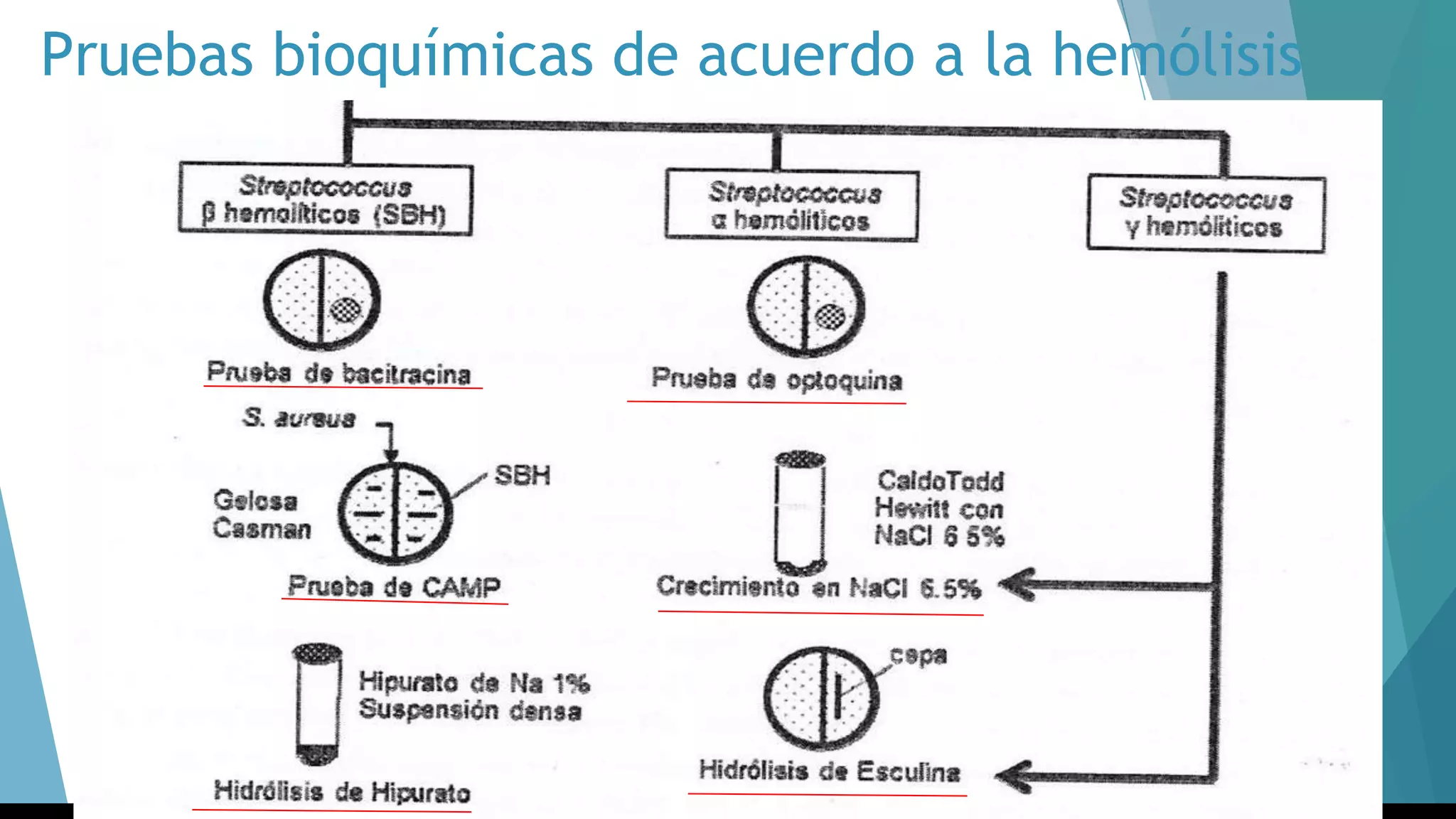 Pruebas bioquímicas de acuerdo a la hemólisis
 