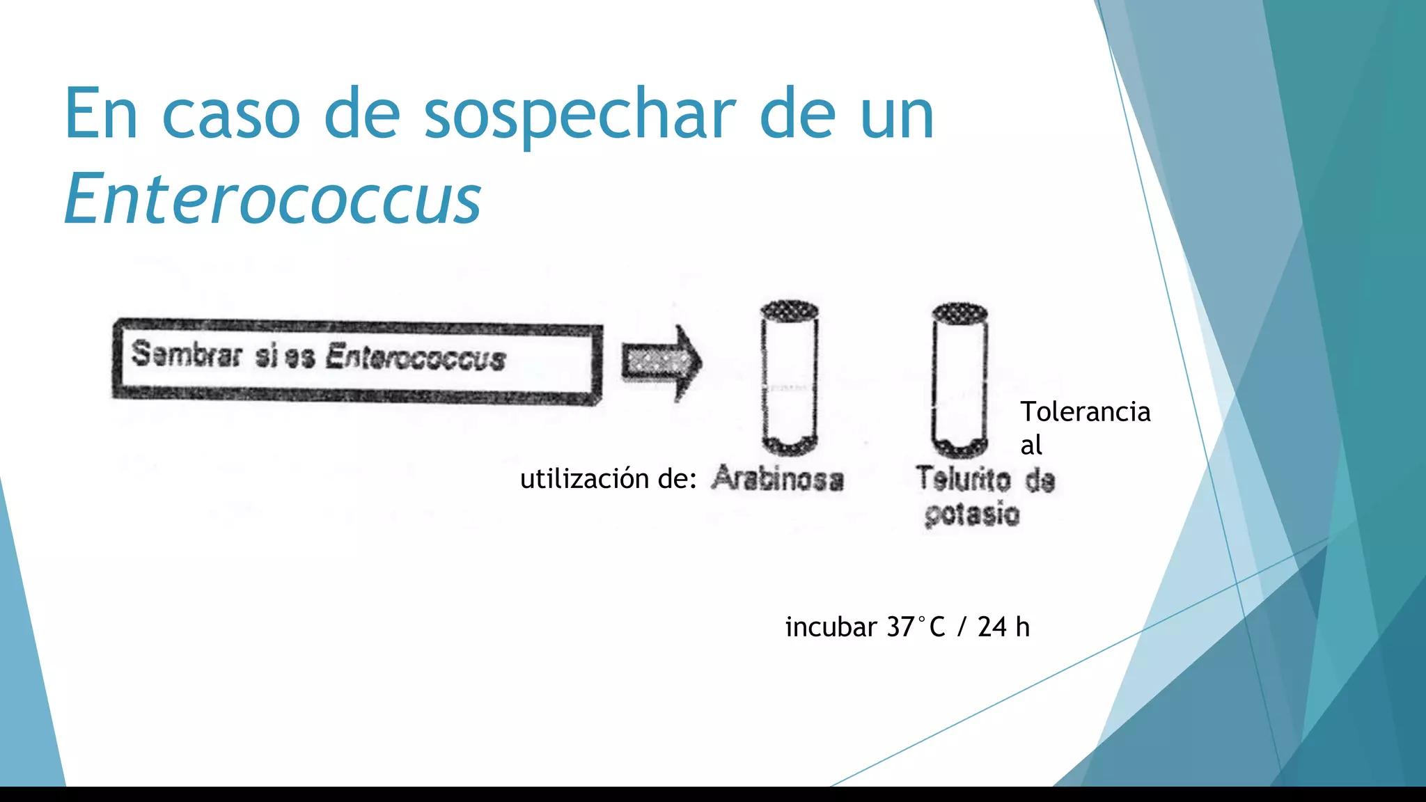 En caso de sospechar de un
Enterococcus
utilización de:
Tolerancia
al
incubar 37°C / 24 h
 