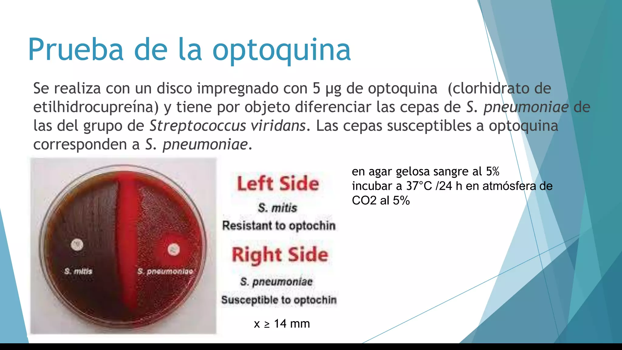 Prueba de la optoquina
Se realiza con un disco impregnado con 5 µg de optoquina (clorhidrato de
etilhidrocupreína) y tiene por objeto diferenciar las cepas de S. pneumoniae de
las del grupo de Streptococcus viridans. Las cepas susceptibles a optoquina
corresponden a S. pneumoniae.
en agar gelosa sangre al 5%
incubar a 37°C /24 h en atmósfera de
CO2 al 5%
x ≥ 14 mm
 