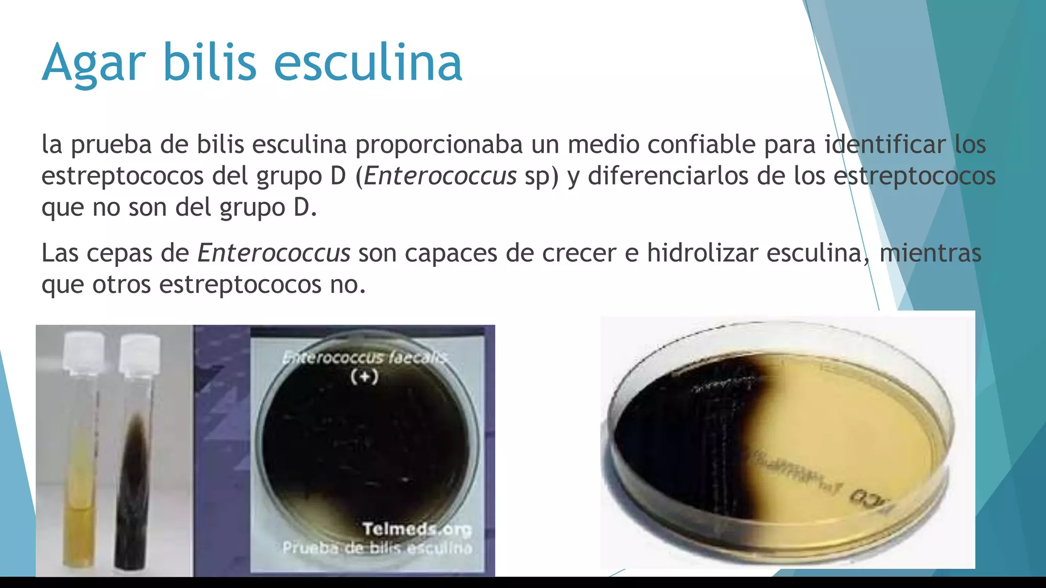 Agar bilis esculina
la prueba de bilis esculina proporcionaba un medio confiable para identificar los
estreptococos del grupo D (Enterococcus sp) y diferenciarlos de los estreptococos
que no son del grupo D.
Las cepas de Enterococcus son capaces de crecer e hidrolizar esculina, mientras
que otros estreptococos no.
 