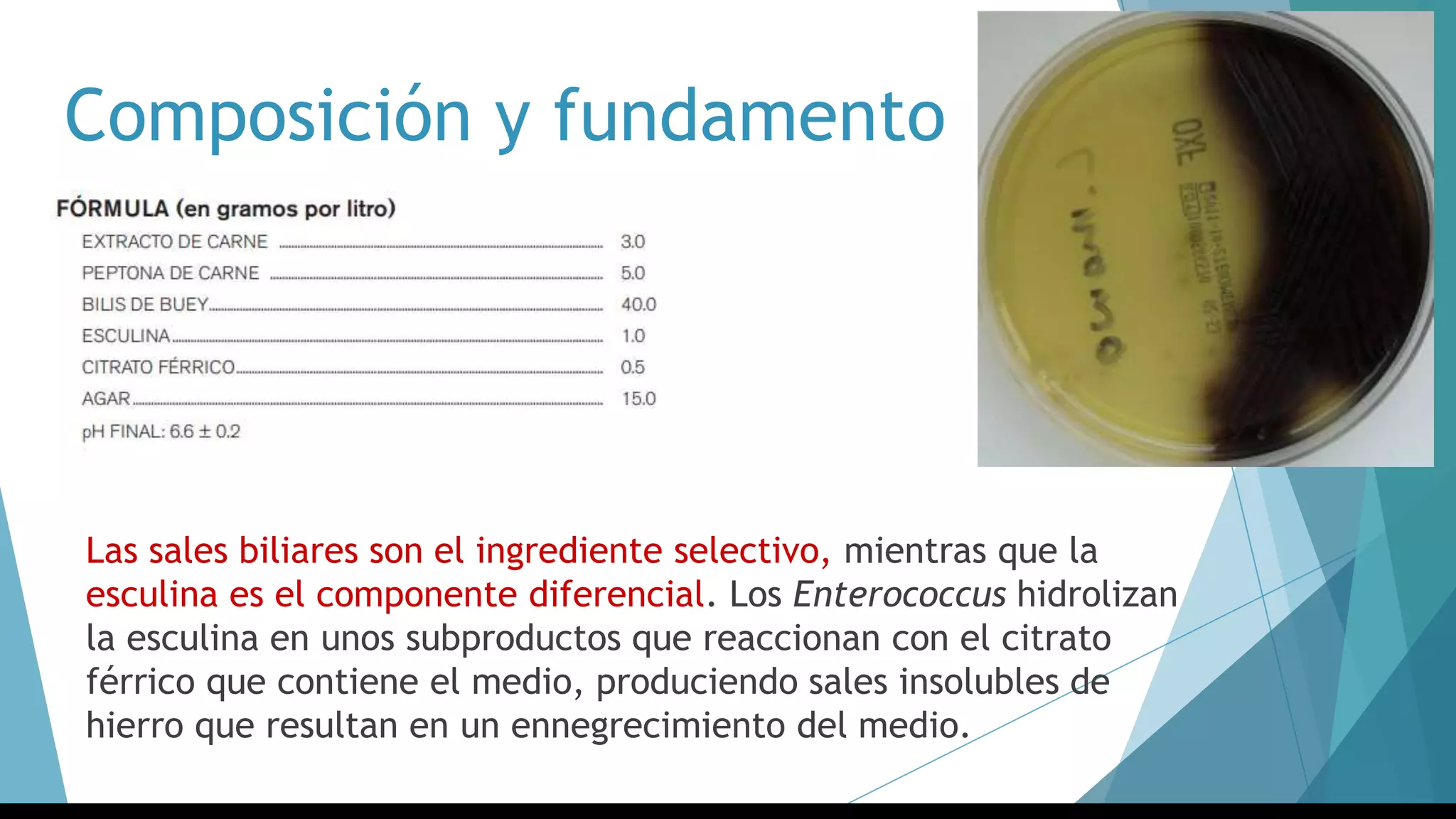 Composición y fundamento
Las sales biliares son el ingrediente selectivo, mientras que la
esculina es el componente diferencial. Los Enterococcus hidrolizan
la esculina en unos subproductos que reaccionan con el citrato
férrico que contiene el medio, produciendo sales insolubles de
hierro que resultan en un ennegrecimiento del medio.
 