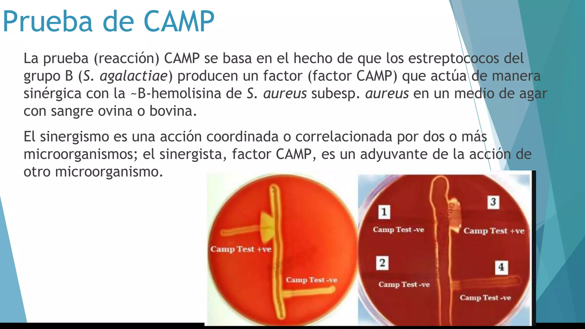 Prueba de CAMP
La prueba (reacción) CAMP se basa en el hecho de que los estreptococos del
grupo B (S. agalactiae) producen un factor (factor CAMP) que actúa de manera
sinérgica con la ~B-hemolisina de S. aureus subesp. aureus en un medio de agar
con sangre ovina o bovina.
El sinergismo es una acción coordinada o correlacionada por dos o más
microorganismos; el sinergista, factor CAMP, es un adyuvante de la acción de
otro microorganismo.
 