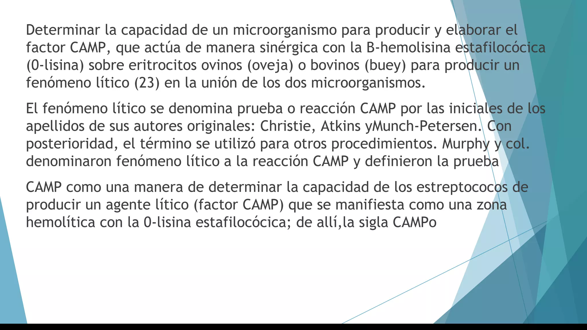 Determinar la capacidad de un microorganismo para producir y elaborar el
factor CAMP, que actúa de manera sinérgica con la B-hemolisina estafilocócica
(0-lisina) sobre eritrocitos ovinos (oveja) o bovinos (buey) para producir un
fenómeno lítico (23) en la unión de los dos microorganismos.
El fenómeno lítico se denomina prueba o reacción CAMP por las iniciales de los
apellidos de sus autores originales: Christie, Atkins yMunch-Petersen. Con
posterioridad, el término se utilizó para otros procedimientos. Murphy y col.
denominaron fenómeno lítico a la reacción CAMP y definieron la prueba
CAMP como una manera de determinar la capacidad de los estreptococos de
producir un agente lítico (factor CAMP) que se manifiesta como una zona
hemolítica con la 0-lisina estafilocócica; de allí,la sigla CAMPo
 