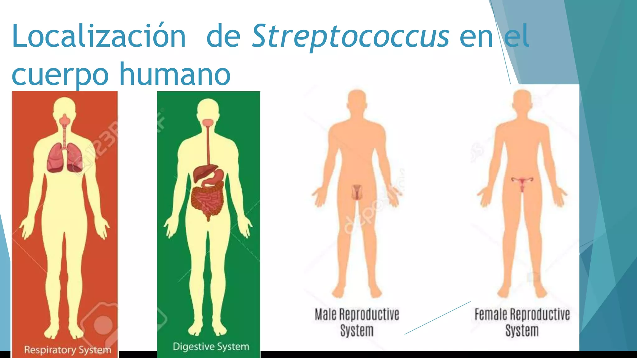 Localización de Streptococcus en el
cuerpo humano
 