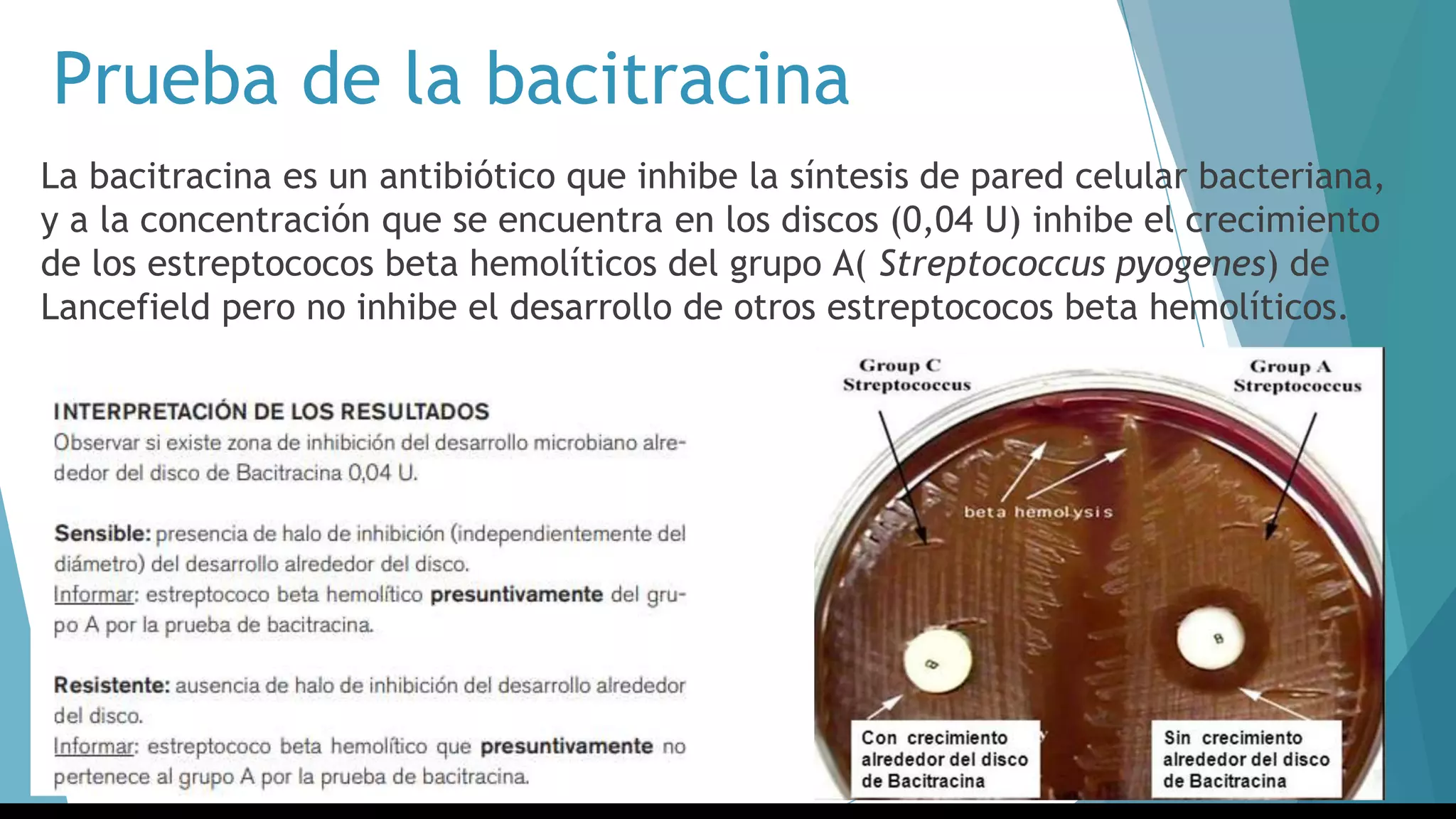 Prueba de la bacitracina
La bacitracina es un antibiótico que inhibe la síntesis de pared celular bacteriana,
y a la concentración que se encuentra en los discos (0,04 U) inhibe el crecimiento
de los estreptococos beta hemolíticos del grupo A( Streptococcus pyogenes) de
Lancefield pero no inhibe el desarrollo de otros estreptococos beta hemolíticos.
 