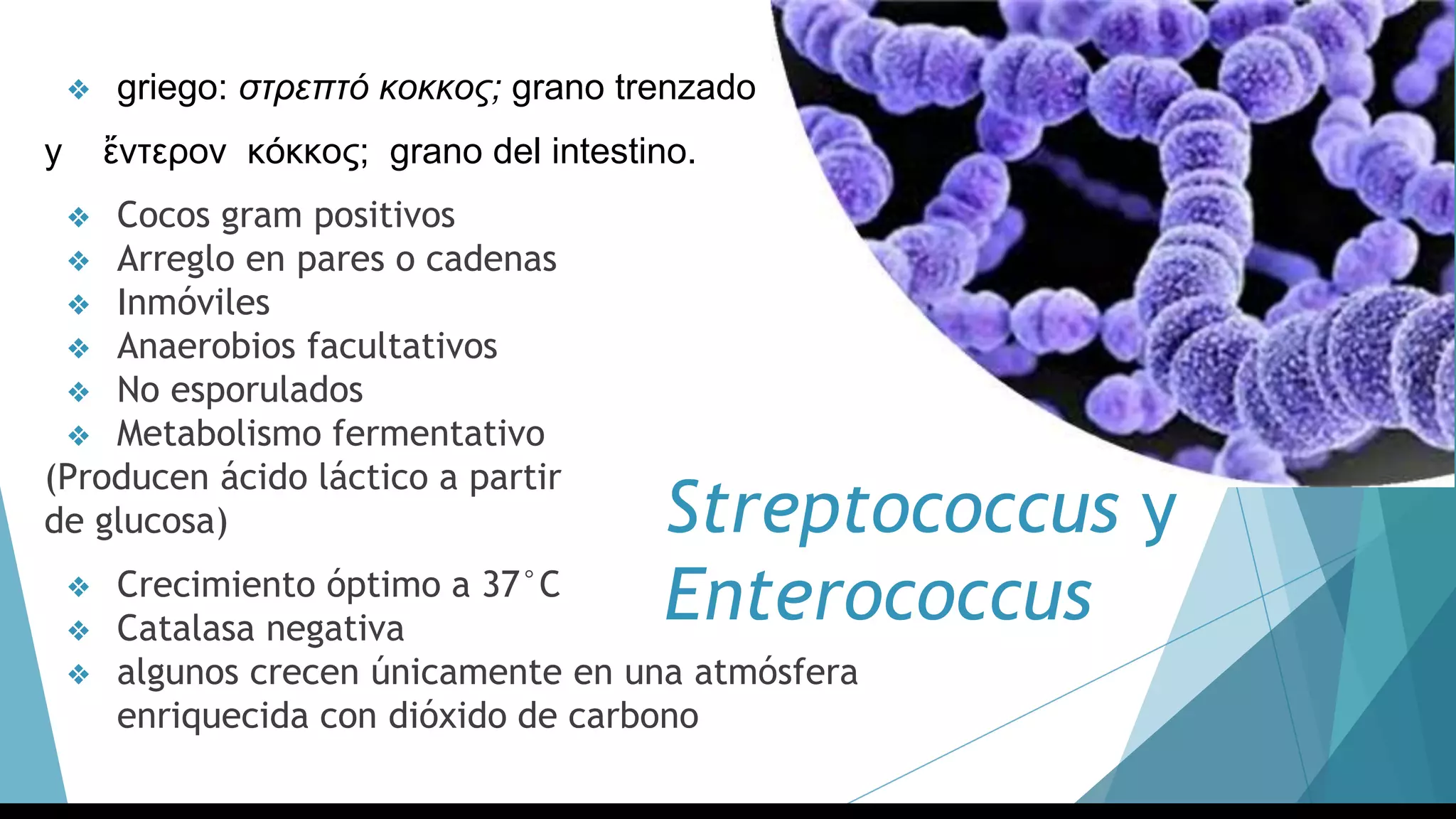 Streptococcus y
Enterococcus
❖ griego: στρεπτό κοκκος; grano trenzado
y ἔντερον κόκκος; grano del intestino.
❖ Cocos gram positivos
❖ Arreglo en pares o cadenas
❖ Inmóviles
❖ Anaerobios facultativos
❖ No esporulados
❖ Metabolismo fermentativo
(Producen ácido láctico a partir
de glucosa)
❖ Crecimiento óptimo a 37°C
❖ Catalasa negativa
❖ algunos crecen únicamente en una atmósfera
enriquecida con dióxido de carbono
 