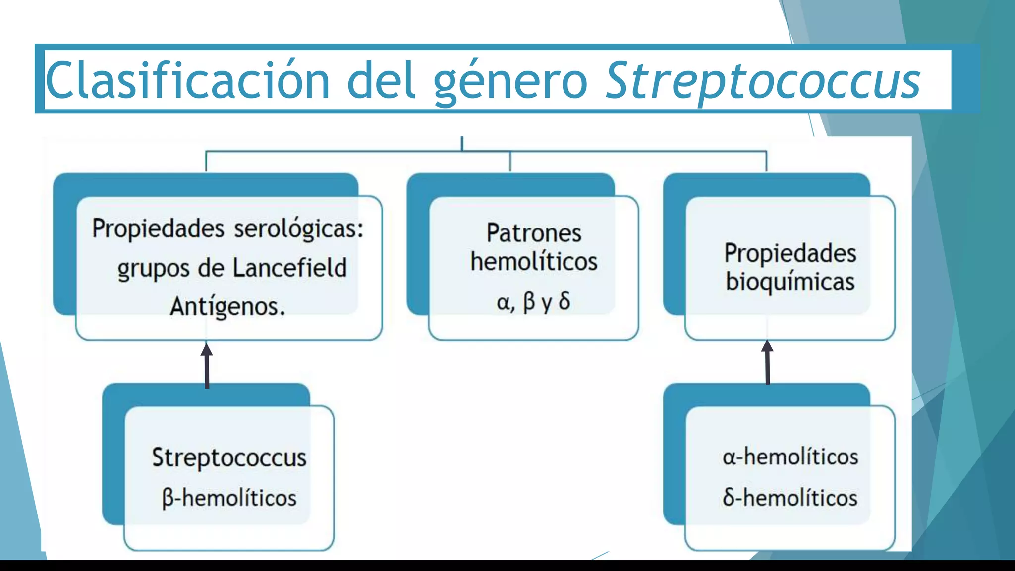 Clasificación del género Streptococcus
 