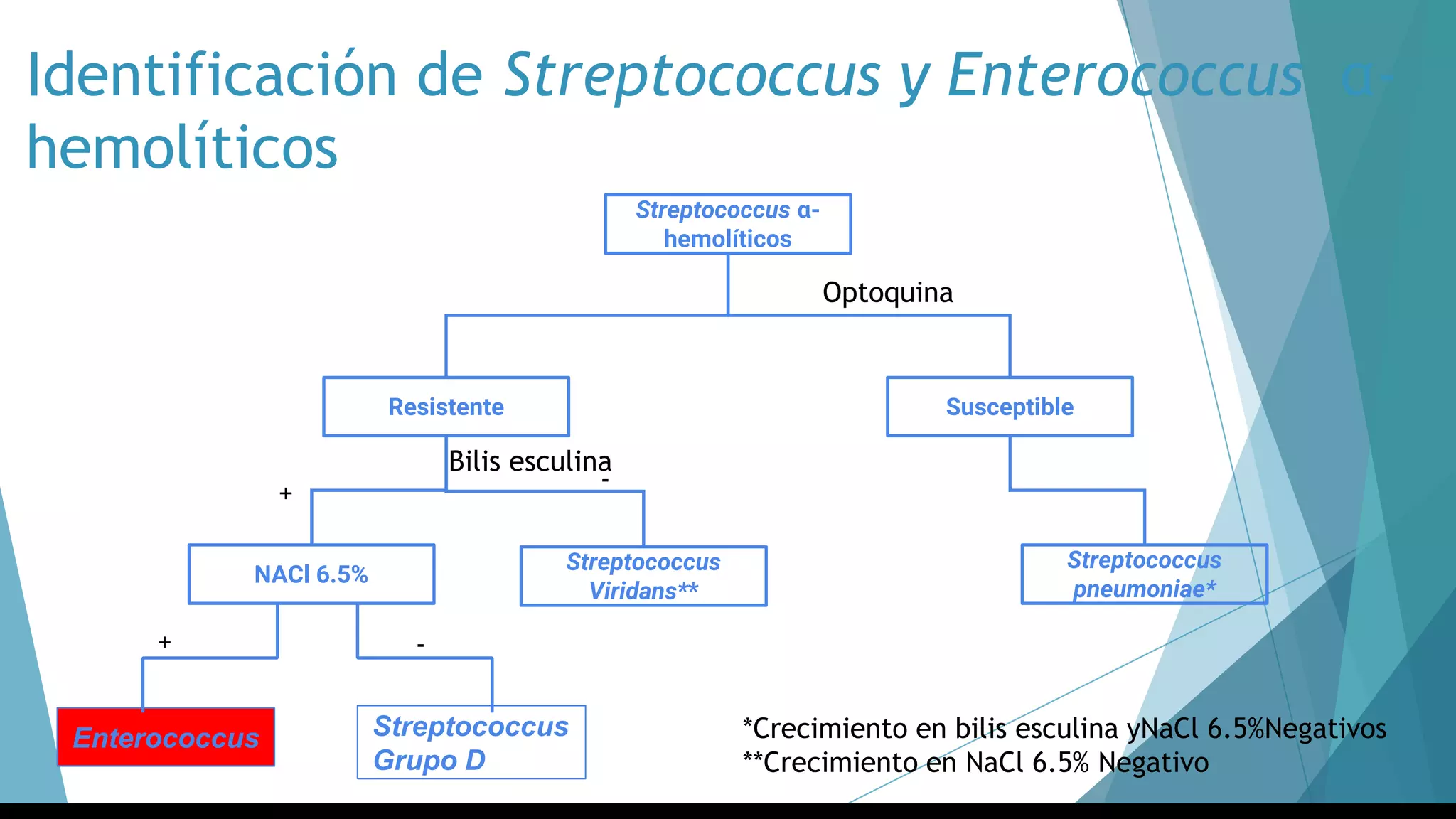 Streptococcus α-
hemolíticos
Resistente Susceptible
Streptococcus
pneumoniae*
Streptococcus
Viridans**
NACl 6.5%
Optoquina
Enterococcus Streptococcus
Grupo D
-
Bilis esculina
*Crecimiento en bilis esculina yNaCl 6.5%Negativos
**Crecimiento en NaCl 6.5% Negativo
Identificación de Streptococcus y Enterococcus α-
hemolíticos
+
+ -
 