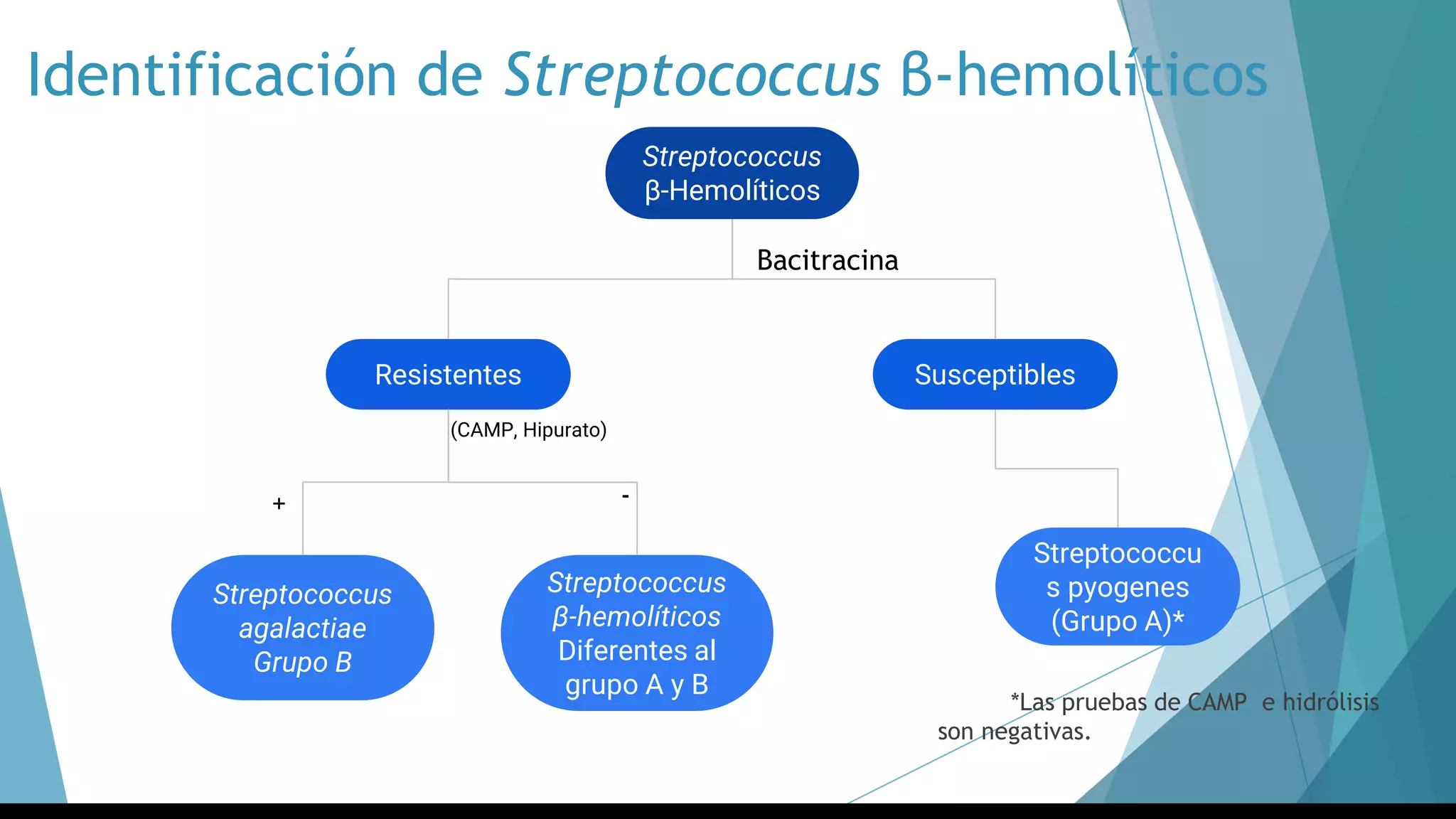 *Las pruebas de CAMP e hidrólisis
son negativas.
Streptococcus
β-Hemolíticos
SusceptiblesResistentes
Streptococcus
agalactiae
Grupo B
Streptococcus
β-hemolíticos
Diferentes al
grupo A y B
Streptococcu
s pyogenes
(Grupo A)*
Bacitracina
Identificación de Streptococcus β-hemolíticos
(CAMP, Hipurato)
+ -
 