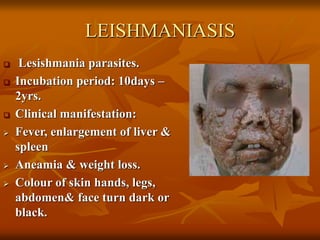 LEISHMANIASIS
 Lesishmania parasites.
 Incubation period: 10days –
2yrs.
 Clinical manifestation:
 Fever, enlargement of liver &
spleen
 Aneamia & weight loss.
 Colour of skin hands, legs,
abdomen& face turn dark or
black.
 