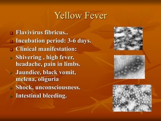 Yellow Fever
 Flavivirus fibricus..
 Incubation period: 3-6 days.
 Clinical manifestation:
 Shivering , high fever,
headache, pain in limbs.
 Jaundice, black vomit,
melena, oliguria
 Shock, unconsciousness.
 Intestinal bleeding.
 