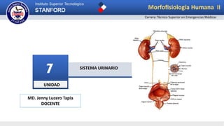 UNIDAD
7 SISTEMA URINARIO
Morfofisiología Humana II
Carrera: Técnico Superior en Emergencias Médicas
MD. Jenny Lucero Tapia
DOCENTE
 