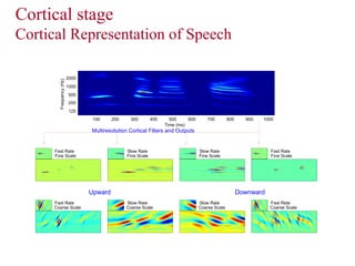 Cortical stage
Cortical Representation of Speech
Frequency(Hz)
Time (ms)
100 200 300 400 500 600 700 800 900 1000
125
250
500
1000
2000
Multiresolution Cortical Filters and Outputs
Upward Downward
Slow Rate
Coarse Scale
Slow Rate
Fine Scale
Fast Rate
Coarse Scale
Fast Rate
Fine Scale
Slow Rate
Coarse Scale
Slow Rate
Fine Scale
Fast Rate
Coarse Scale
Fast Rate
Fine Scale
 