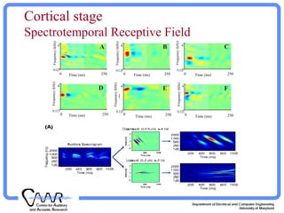Cortical stage
Spectrotemporal Receptive Field
4
0.125
4
0.125
4
0.125
4
0.125
4 4
0.125
C
Frequency(kHz)Frequency(kHz)
Frequency(kHz)
Frequency(kHz)
Frequency(kHz)Frequency(kHz)
Time (ms) Time (ms) Time (ms)
Time (ms) Time (ms) Time (ms)
250 250 250
250250250
0 0 0
000
0.125
D E F
BA
 