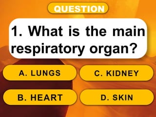 QUESTION
1. What is the main
respiratory organ?
A. LUNGS
B. HEART
C. KIDNEY
D. SKIN
 