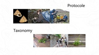 Protocole
Taxonomy
 