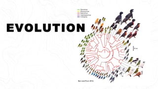 EVOLUTION
 